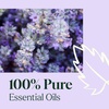 image:imagePlant Therapy Home Sparkling Laundry Essential Oil Blends Set of 3 Peppermint Grapefruit amp Lavender Pure Undiluted Wash Fragrance and Scent EnhancerSparkling Lavender