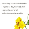 image:imagePlant Therapy Evening Primrose Carrier Oil 4 oz Base Oil for Aromatherapy Essential Oil or Massage use128 Fl Oz Pack of 1