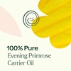 image:imagePlant Therapy Evening Primrose Carrier Oil 4 oz Base Oil for Aromatherapy Essential Oil or Massage use4 Fl Oz Pack of 1