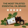image:imagePlant Therapy Kids Nighty Night Essential Oil Blend for Sleep 10 mL 13 oz 100 Pure Undiluted Natural Aromatherapy Encourages a Good Nights Rest034 Fl Oz Pack of 1