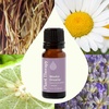 image:imagePlant Therapy Blissful Dreams Essential Oil Blend For Relaxation While Supporting Quality Rest Grounding and Soothing Lovely Bedtime Aroma 10 mL 13 oz 100 Pure Undiluted Natural Aromatherapy033 Fl Oz Pack of 1