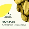 image:imagePlant Therapy Cardamom Essential Oil 5 mL 16 oz 100 Pure Undiluted Aromatherapy Warm Cozy Scent Digestive Support033 Fl Oz Pack of 1