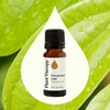 image:imagePlant Therapy Cinnamon Leaf Essential Oil 10 mL 13 oz 100 Pure Undiluted Aromatherapy Cozy Scent Sore Muscle Relief034 Fl Oz Pack of 1
