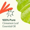 image:imagePlant Therapy Cinnamon Leaf Essential Oil 10 mL 13 oz 100 Pure Undiluted Aromatherapy Cozy Scent Sore Muscle Relief034 Fl Oz Pack of 1