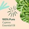 image:imagePlant Therapy Cypress Essential Oil 30 mL 1 oz 100 Pure Undiluted Aromatherapy Fresh Scent Respiratory Support1 Fl Oz Pack of 1