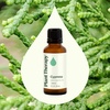 image:imagePlant Therapy Cypress Essential Oil 30 mL 1 oz 100 Pure Undiluted Aromatherapy Fresh Scent Respiratory Support1 Fl Oz Pack of 1