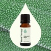 image:imagePlant Therapy Dalmatian Sage Essential Oil 10 mL 13 ozSage