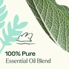 image:imagePlant Therapy Dalmatian Sage Essential Oil 10 mL 13 ozSage
