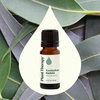 image:imagePlant Therapy Eucalyptus Radiata Essential Oil 10 mL 13 oz 100 Pure Undiluted for Aromatherapy Respiratory Support amp Focus033 Fl Oz Pack of 1