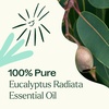 image:imagePlant Therapy Eucalyptus Radiata Essential Oil 10 mL 13 oz 100 Pure Undiluted for Aromatherapy Respiratory Support amp Focus033 Fl Oz Pack of 1