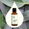 image:imagePlant Therapy Eucalyptus Radiata Essential Oil 10 mL 13 oz 100 Pure Undiluted for Aromatherapy Respiratory Support amp Focus1 Fl Oz Pack of 1