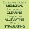 image:imagePlant Therapy Eucalyptus Radiata Essential Oil 10 mL 13 oz 100 Pure Undiluted for Aromatherapy Respiratory Support amp Focus33 Fl Oz Pack of 1