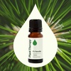 image:imagePlant Therapy Fir Needle Essential Oil 10 mL 13 oz 100 Pure Undiluted Fresh Scent Respiratory Support DIY Cleaners033 Fl Oz Pack of 1