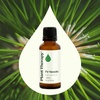 image:imagePlant Therapy Fir Needle Essential Oil 10 mL 13 oz 100 Pure Undiluted Fresh Scent Respiratory Support DIY Cleaners1 Fl Oz Pack of 1