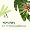 image:imagePlant Therapy Fir Needle Essential Oil 10 mL 13 oz 100 Pure Undiluted Fresh Scent Respiratory Support DIY Cleaners1 Fl Oz Pack of 1