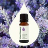 image:imagePlant Therapy Lavandin Essential Oil 10 mL 13 oz 100 Pure and Undiluted Aromatherapy for Balance amp Calm033 Fl Oz Pack of 1
