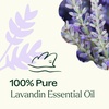 image:imagePlant Therapy Lavandin Essential Oil 10 mL 13 oz 100 Pure and Undiluted Aromatherapy for Balance amp Calm033 Fl Oz Pack of 1
