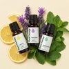 image:imagePlant Therapy Lemon Lavender amp Peppermint Essential Oil Set 10 mL 13 ozLemon Lavender