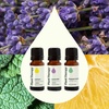 image:imagePlant Therapy Lemon Lavender amp Peppermint Essential Oil Set 10 mL 13 ozLemon Lavender