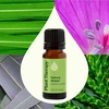 image:imagePlant Therapy Nature Shield Essential Oil Blend 10 mL 13 oz033 Fl Oz Pack of 1