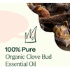 image:imagePlant Therapy Organic Clove Bud Essential Oil 10 mL USDA Certified Organic1 Fl Oz Pack of 1