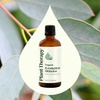 image:imagePlant Therapy Organic Eucalyptus Globulus Essential Oil 10 mL 13 ozEucalyptus Globulus
