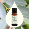 image:imagePlant Therapy Organic Eucalyptus Globulus Essential Oil 10 mL 13 ozEucalyptus Globulus