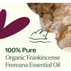 image:imagePlant Therapy Organic Frankincense Essential Oil Frereana 10 mL 13 oz1 Fl Oz Pack of 1