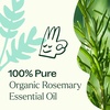 image:imagePlant Therapy Organic Rosemary Essential Oil 100 mL 33 oz 100 Pure USDA Certified Organic Undiluted Natural Aromatherapy for Healthy Hair034 Fl Oz Pack of 1