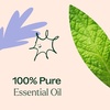 image:imagePlant Therapy Respir Aid Essential Oil Blend 10 mL 13 oz Sinus Airway and Congestion Clearing Oil Blend 100 Pure and Undiluted Natural Aromatherapy1 Fl Oz Pack of 1