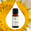 image:imagePlant Therapy Roman Chamomile Essential Oil 10 mL 13 oz033 Fl Oz Pack of 1