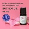 image:imagePlant Therapy Rose Absolute Essential Oil 5 mL 16 oz016 Fl Oz Pack of 1