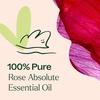 image:imagePlant Therapy Rose Absolute Essential Oil 5 mL 16 oz033 Fl Oz Pack of 1