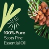 image:imagePlant Therapy Scots Pine Essential Oil 30 mL 1 oz 100 Pure Undiluted1 Fl Oz Pack of 2