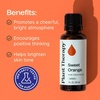 image:imagePlant Therapy Sweet Orange Essential Oil 30 mL Pure amp Undiluted OilOrange