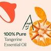 image:imagePlant Therapy Tangerine Essential Oil 30 mL 1 oz 100 Pure Undiluted Aromatherapy Mood Boosting Immune Support1 Fl Oz Pack of 1