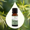 image:imagePlant Therapy Tea Tree Essential Oil PreDiluted RollOn 10 mL 13 oz13 Fl Oz Pack of 1