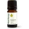 image:imagePlant Therapy Cardamom Essential Oil 5 mL 16 oz 100 Pure Undiluted Aromatherapy Warm Cozy Scent Digestive Support016 Fl Oz Pack of 1
