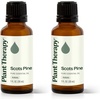 image:imagePlant Therapy Scots Pine Essential Oil 30 mL 1 oz 100 Pure Undiluted1 Fl Oz Pack of 2