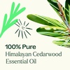 image:imagePlant Therapy Himalayan Cedarwood Essential Oil 10 mL 13 oz 100 Pure Undiluted Refreshing Aromatherapy for Mental Focus and ClearCedarwood