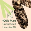 image:imagePlant Therapy Carrot Seed Essential Oil 100 Pure Undiluted Natural Aromatherapy Therapeutic Grade 30 mL 1 oz