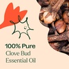 image:imagePlant Therapy Clove Bud Essential Oil 100 mL 33 oz 100 Pure Undiluted Natural Aromatherapy