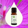 image:imagePlant Therapy Egyptian Geranium Essential Oil 10 mL 13 oz