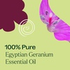image:imagePlant Therapy Egyptian Geranium Essential Oil 10 mL 13 oz