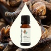 image:imagePlant Therapy Organic Clove Bud Essential Oil 10 mL 13 oz amp Cinnamon Bark Essential Oil 10 mL 13 oz 100 Pure Undiluted Cinnamon Oil for Diffuser Spray Candle Making Spicy Sweet Scent