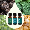 image:imagePlant Therapy Pain Support Essential Oil Blend Set 10 mL 13 oz Each of Ache Away Rapid Relief amp Tension Relief Pure Undiluted Essential Oil Blends