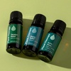 image:imagePlant Therapy Pain Support Essential Oil Blend Set 10 mL 13 oz Each of Ache Away Rapid Relief amp Tension Relief Pure Undiluted Essential Oil Blends