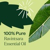 image:imagePlant Therapy Ravintsara Essential Oil 30 mL 1 oz 100 Pure Undiluted Stimulating Aromatherapy for Respiratory Support and Joint Ache Relief