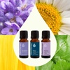 image:imagePlant Therapy Relaxation Essential Oil Blend Set 100 Pure Undiluted Calming Aromatherapy Stress Relief Restful Sleep