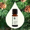 image:imagePlant Therapy Scots Pine Essential Oil 10 mL 13 oz Pure Undiluted